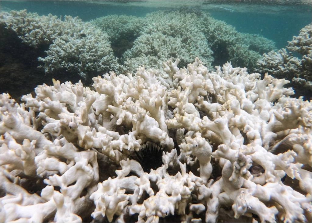 Branqueamento de corais