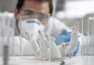 Cientistas conseguem reverter envelhecimento em ratos usando proteínas de células humanas