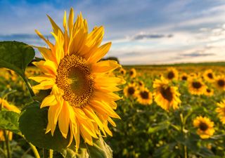 Cientistas criam cidades inspiradas em girassóis para aproveitar melhor a luz do sol de forma a obter energia solar