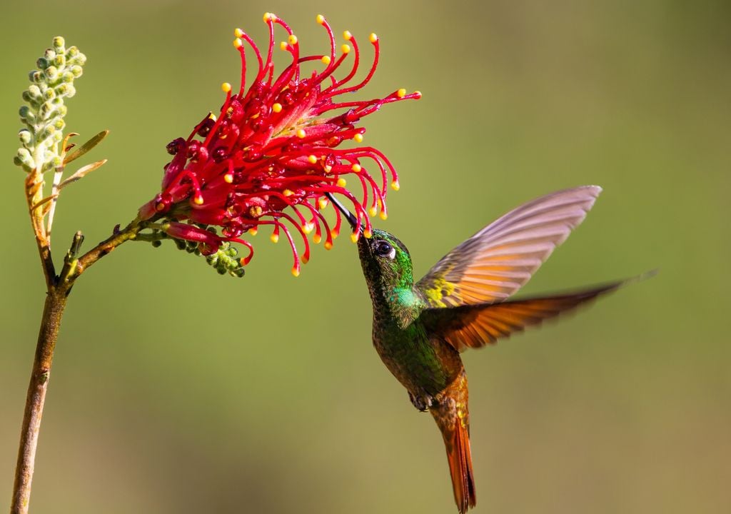 Com voo ágil e preciso, o beija-flor inspira pesquisadores brasileiros na criação de drones mais eficientes. Com voo ágil e preciso, o beija-flor inspira pesquisadores brasileiros na criação de drones mais eficientes.
