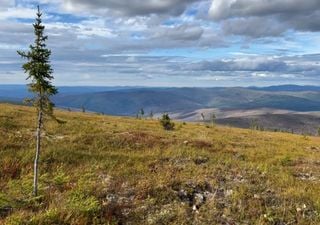 Cientistas da NASA descobrem que a vegetação da tundra crescerá mais alta e mais verde até 2100