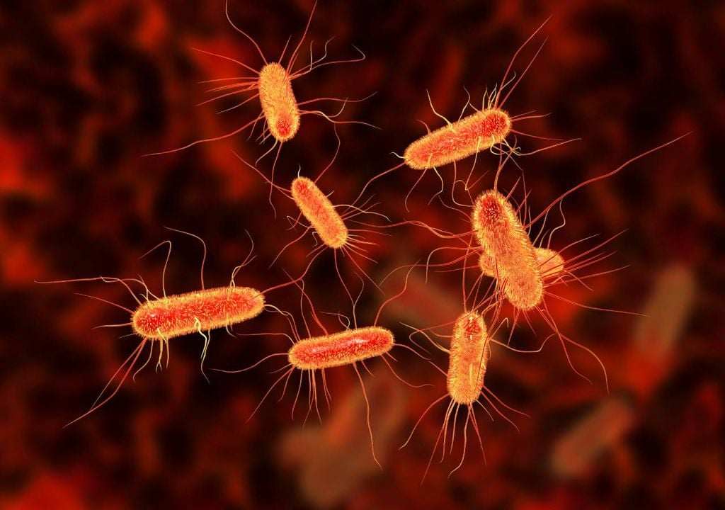 Escherichia coli Escherichia coli