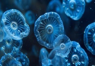 Scienziati di Harvard ritengono di aver trovato segnali di pericolo di estinzione negli oceani