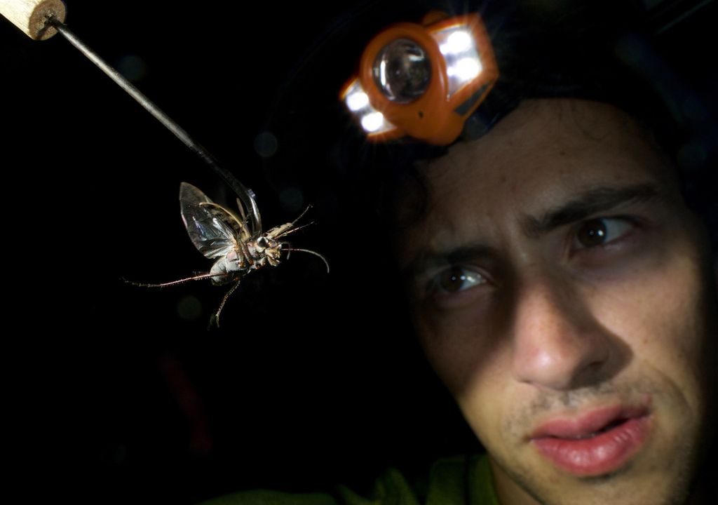 Cientistas descobrem besouros-tigre que travam batalhas ultrassónicas contra morcegos durante a noite