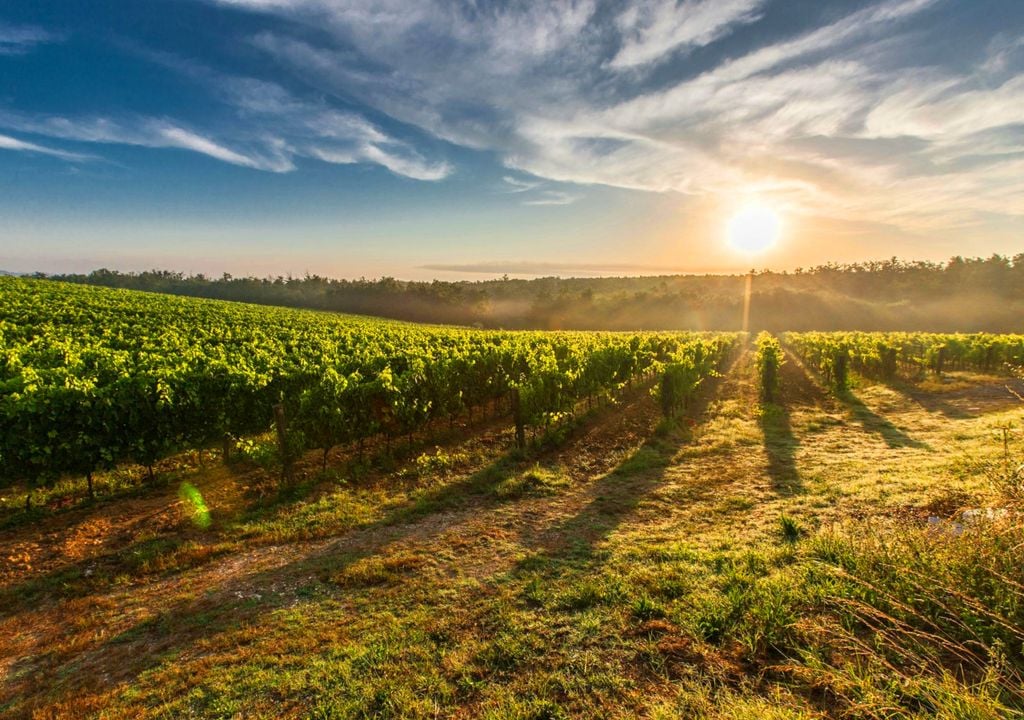 Cientistas descobrem como manipular a fotossíntese e tornar a agricultura mais resiliente ao clima extremo