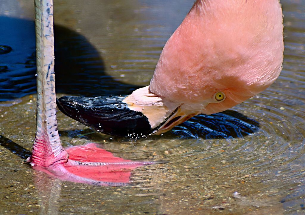 Flamingo caçando com o bico na água. Flamingo caçando com o bico na água.