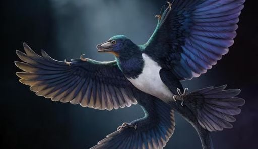 Cientistas descobrem nova esp&eacute;cie de dinossauro com penas na China que ajuda a explicar a evolu&ccedil;&atilde;o do voo
