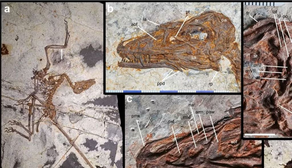 Fóssil de Norellraptor barsboldi, exemplar usado para descrever a nova espécie de dinossauro com penas. Crédito: Andrea Cau et al./Nature Communications (2026)
