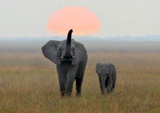 Unos científicos de la Universidad de Colorado descubren que los elefantes se llaman por su nombre, igual que nosotros