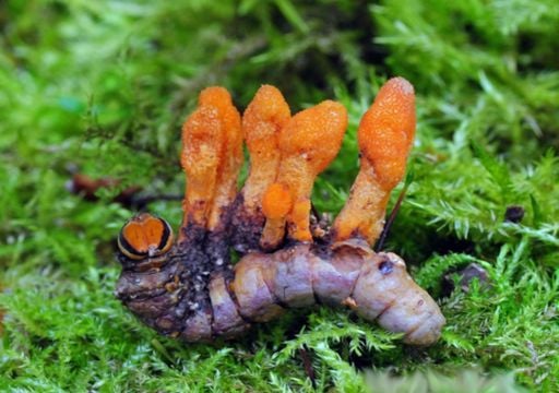 O fungo cresce parasitando lagartas.