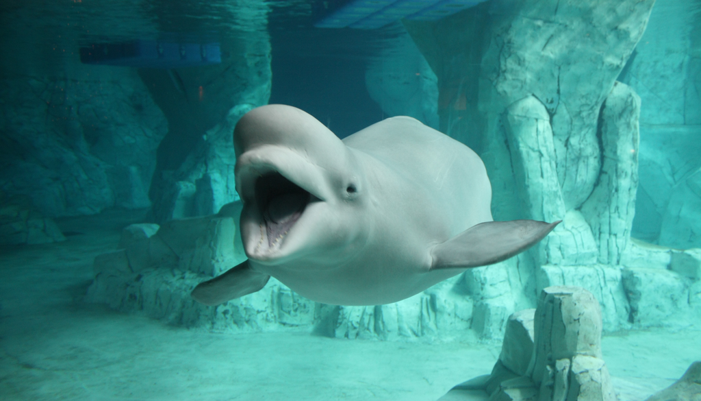 Baleia beluga As baleias-beluga poderão integrar o restrito grupo de animais capazes de reconhecer o próprio reflexo no espelho.