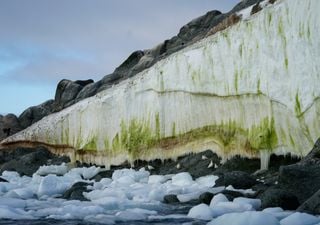 Wissenschaftler entdecken extremes Leben im arktischen Eis