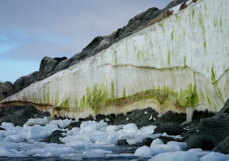Cientistas descobrem vida extrema no interior do gelo do Ártico