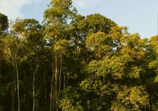 Cientistas descobriram que as plantas absorvem mais carbono do que se achava, mas por menos tempo