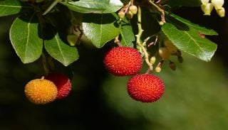Cientistas portugueses descobrem nova esp&eacute;cie de fungo em frutos de medronheiro
