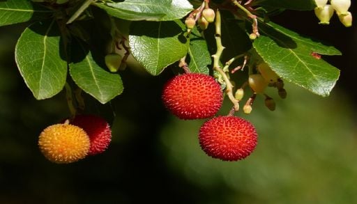 Cientistas portugueses descobrem nova esp&eacute;cie de fungo em frutos de medronheiro