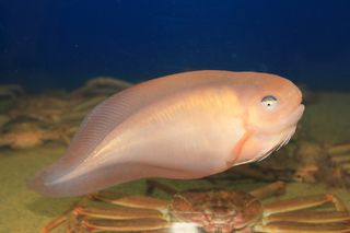 Peixe filmado a nadar a mais de 8 km de profundidade nas águas do Japão