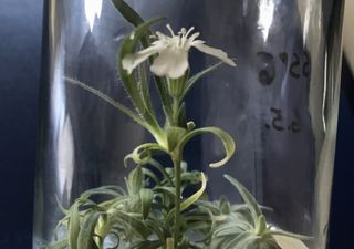 Cientistas revivem planta com 32 mil anos de idade!