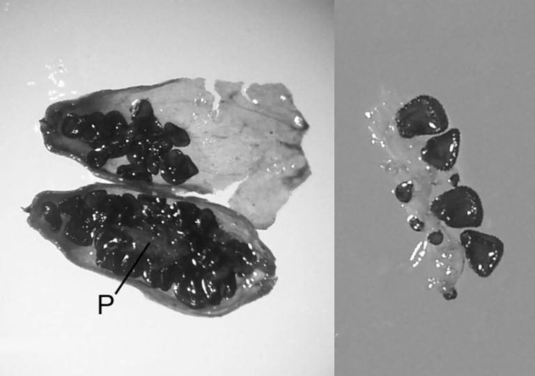 Cientistas revivem planta de 32 mil anos de idade 2 Cientistas revivem planta de 32 mil anos de idade 2