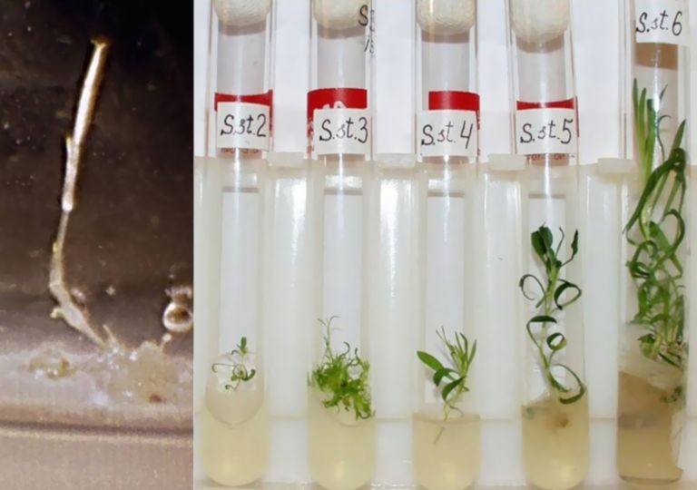 Cientistas revivem planta de 32 mil anos de idade 3 Cientistas revivem planta de 32 mil anos de idade 3