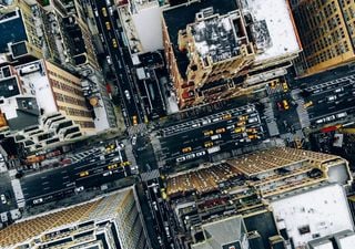 Cientos de aves caen muertas en calles de Nueva York