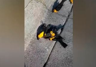 Centinaia di uccelli muoiono improvvisamente in Messico: il video