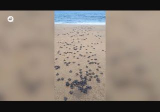 Cientos de tortugas marinas reci&eacute;n nacidas corrieron hacia el oc&eacute;ano en Malasia y las im&aacute;genes impactaron al mundo