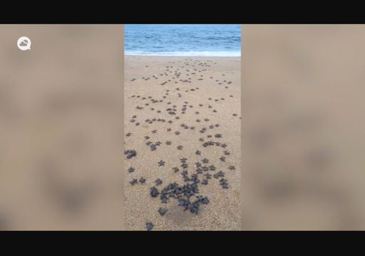 Cientos de tortugas marinas reci&eacute;n nacidas corrieron hacia el oc&eacute;ano en Malasia y las im&aacute;genes impactaron al mundo