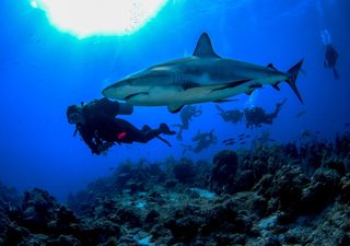 Cierre de playas en Florida: los expertos explican las posibles causas del aumento de ataques violentos de tiburones 