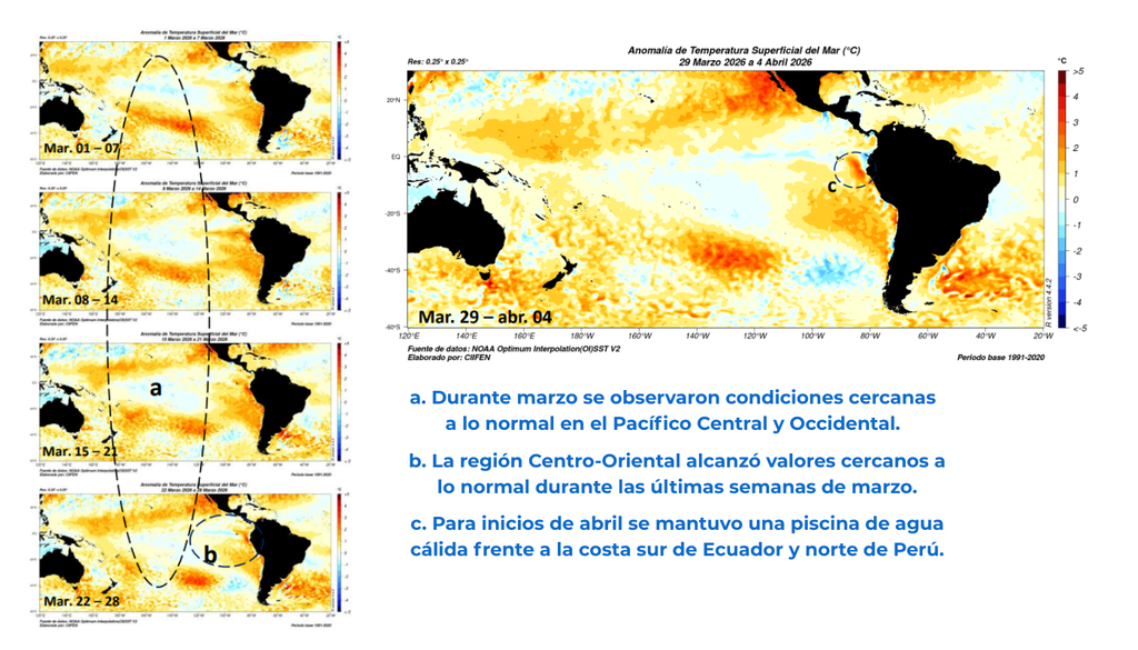Evolución semanal de la anomalía de TSM en el Pacífico ecuatorial durante marzo y comienzos de abril de 2026, mostrando condiciones cercanas a lo normal en el Pacífico central y una persistente piscina de aguas cálidas frente a Ecuador y Perú. Crédito: CIIFEN / NOAA OISST v2.