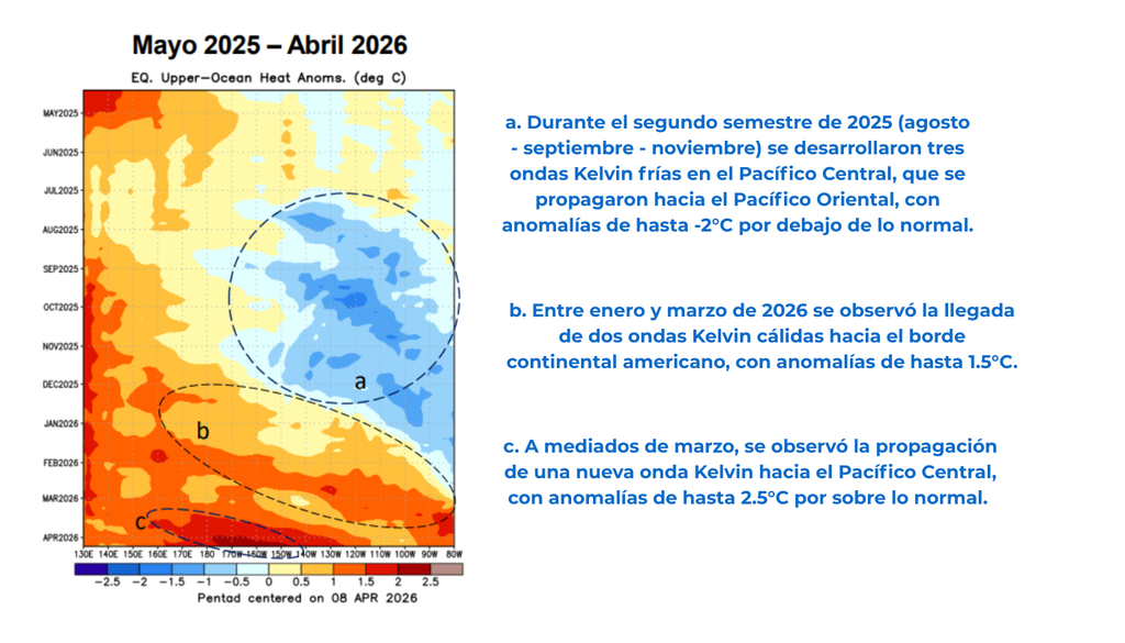 Evolución del contenido de calor en la capa superior del océano Pacífico ecuatorial entre mayo de 2025 y abril de 2026, mostrando la transición desde ondas Kelvin frías a cálidas que avanzan hacia Sudamérica. Crédito: CIIFEN / NOAA CPC.