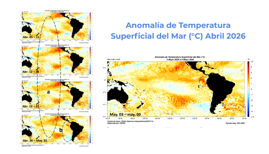 mapa de anomalías de temperatura superficial del mar. (a) Durante abril, las aguas cálidas se intensificaron en el Pacífico Central; (b) frente a Ecuador y Perú persistieron anomalías cálidas, mientras frente a Chile predominaron valores cercanos a lo normal; y (c) una piscina de agua cálida al este de Galápagos continuó generando estrés térmico en ecosistemas marinos. Créditos: CIIFEN / NOAA OISSTv2.