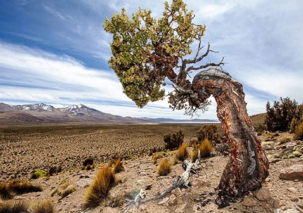 Cinco árboles centenarios de los Andes logran explicar 300 años de historia climática