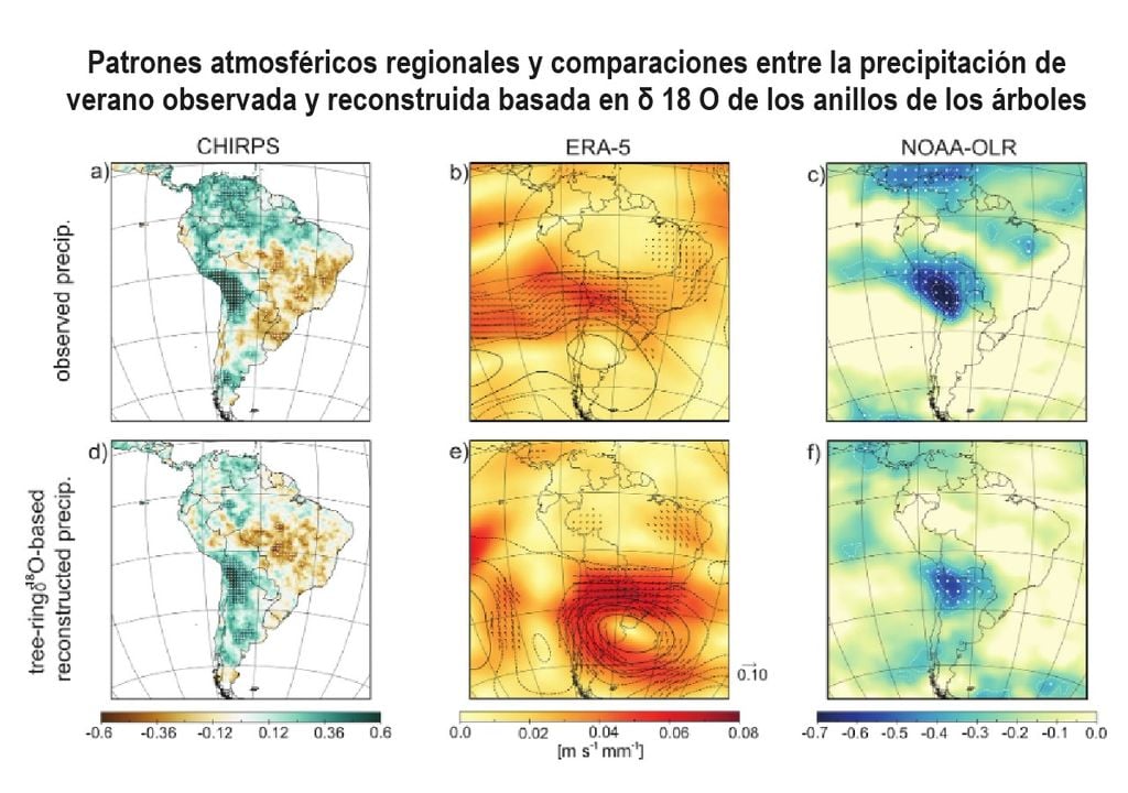 Cinco árboles centenarios de los Andes logran explicar 300 años de historia climática Cinco árboles centenarios de los Andes logran explicar 300 años de historia climática