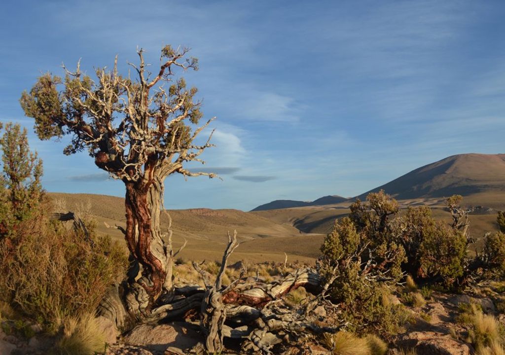 Cinco árboles centenarios de los Andes logran explicar 300 años de historia climática Cinco árboles centenarios de los Andes logran explicar 300 años de historia climática