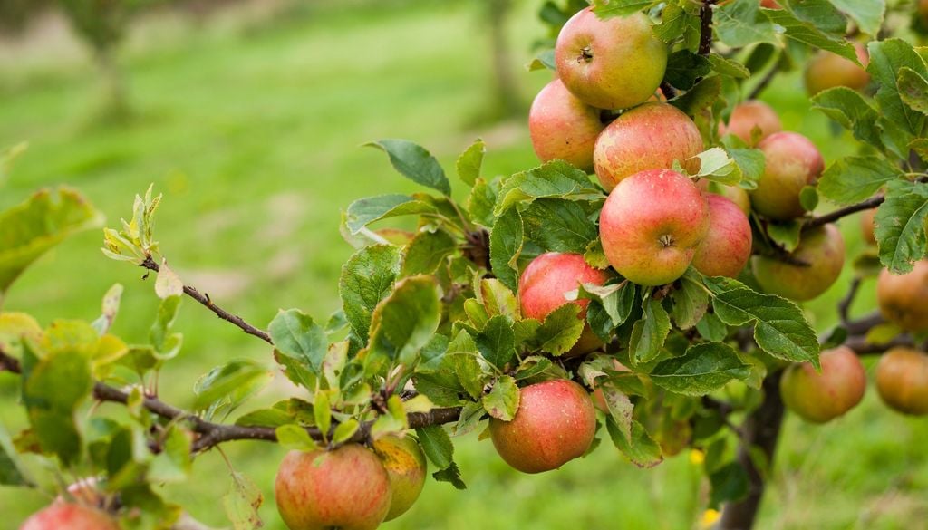 plantas Gracias a las variedades enanas, hoy es posible cosechar manzanas en el balcón.