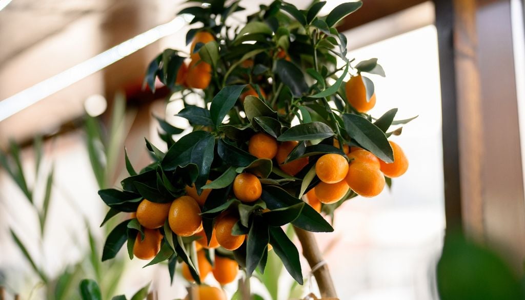 Plantas El quinoto se consume entero, con cáscara incluida, y aporta un hermoso contraste de color a las terrazas durante los meses fríos.