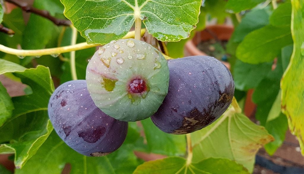 Plantas Muy resistente a la falta de agua, la higuera se adapta sin problemas al confinamiento de una maceta y ofrece frutos de excelente calidad.