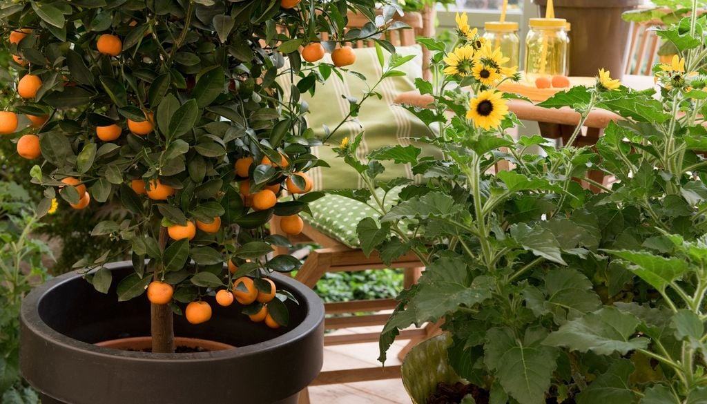 Plantas Cultivar árboles frutales en macetas grandes es posible si se eligen las variedades adecuadas.