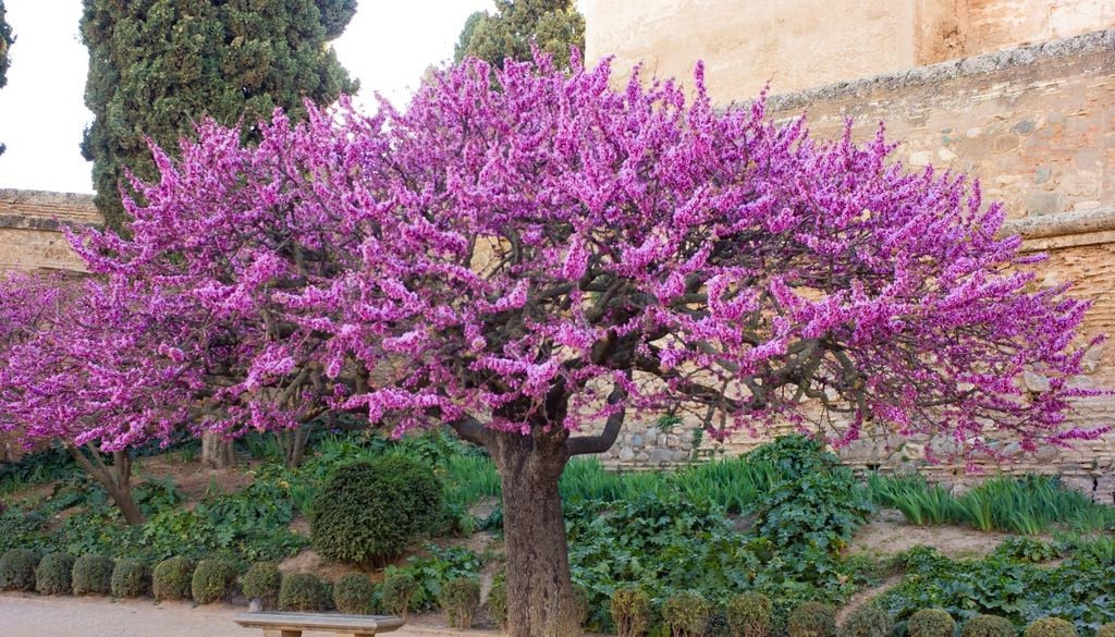 plantas Ideal para espacios pequeños, el Cercis anuncia la primavera con un estallido de flores sobre sus ramas desnudas.