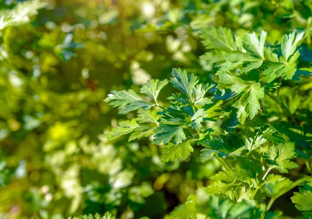 Versátil y fácil de cultivar, se adapta bien a macetas con buena luz.
