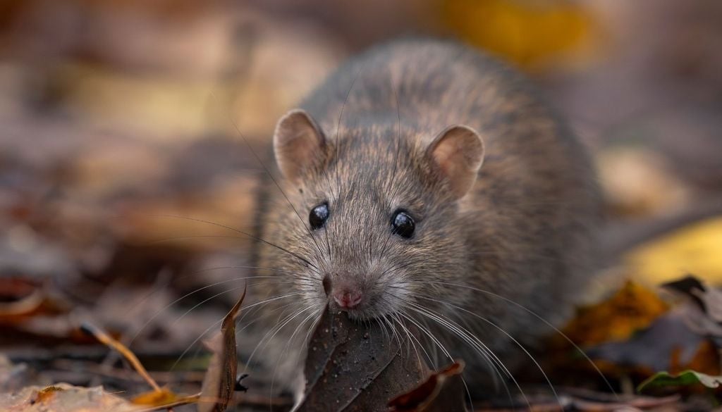 Ratón de cola larga La letalidad del Hantavirus se duplicó en Chile, con 18 muertes en lo que va de 2026. Autoridades decretaron una alerta sanitaria histórica mientras los casos en Aysén confirman que el peligro no descansa.