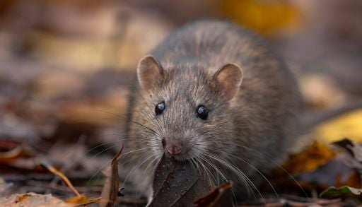 Cinco casos de hantavirus reactivan la alerta en Ays&eacute;n: c&oacute;mo evitar el contagio