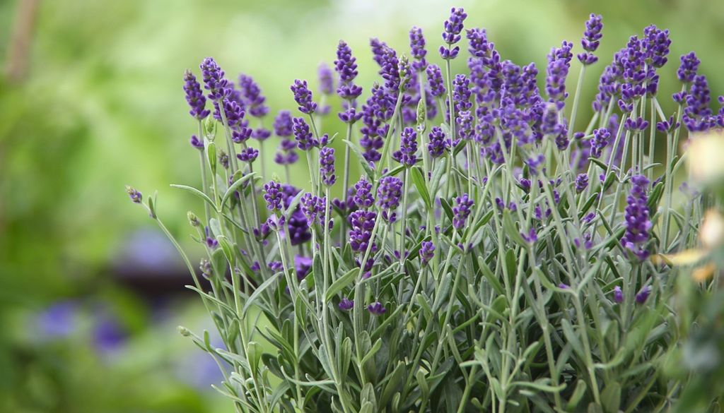 plantas En macetas con buen drenaje, la lavanda puede florecer durante gran parte del año.