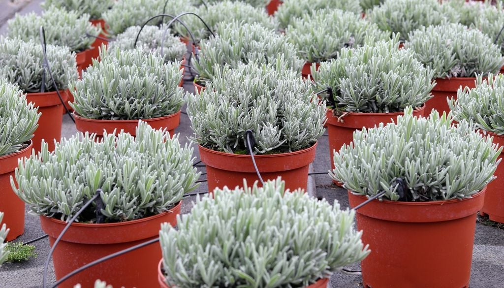 plantas Además de ornamental, la lavanda se utiliza en aceites esenciales, sahumerios y bolsitas aromáticas.