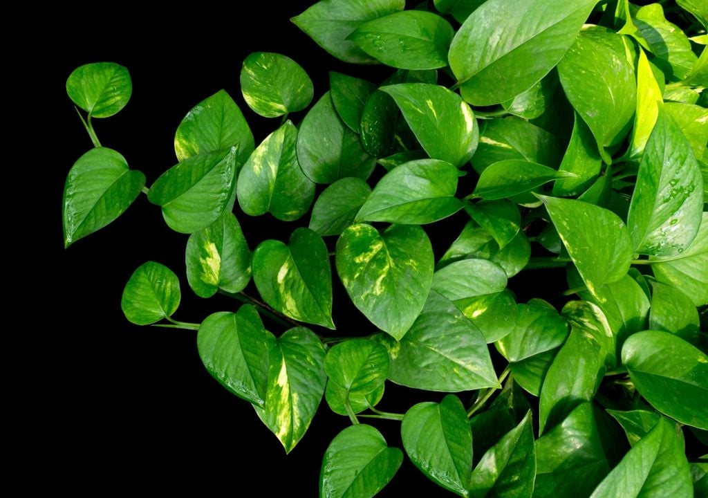 plantas El potus puede cambiar por completo su forma según el soporte que encuentre al crecer.