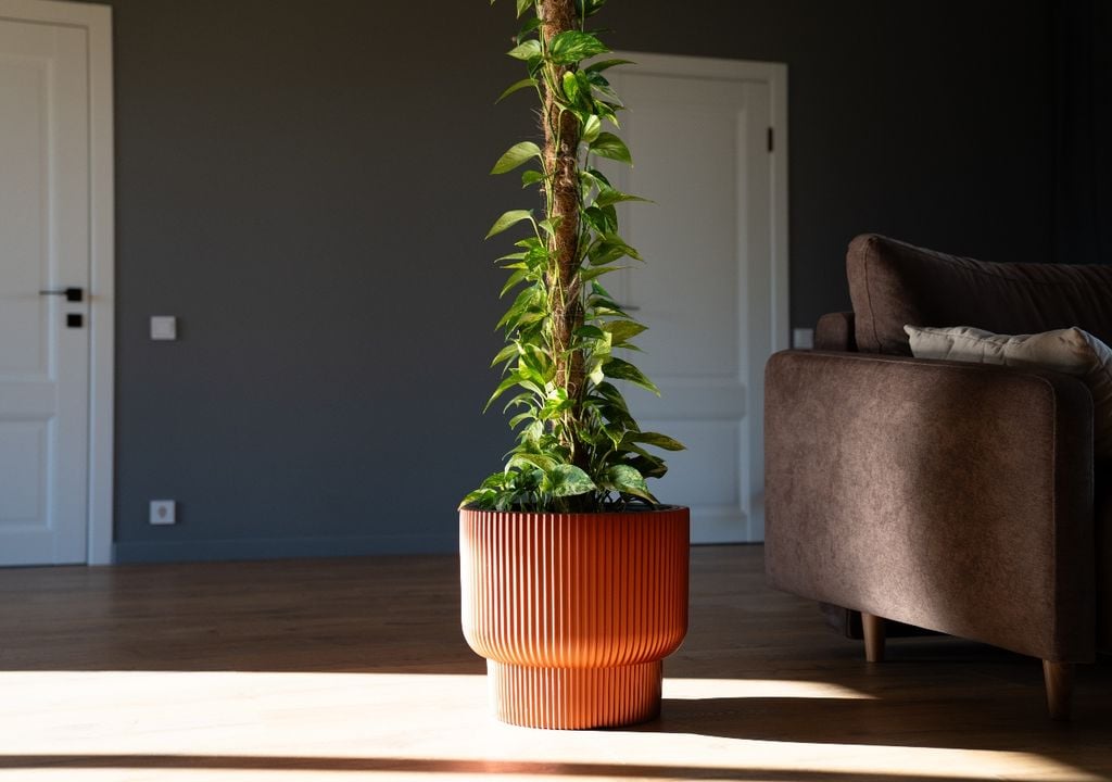 plantas El tutor imita el crecimiento natural de la planta en ambientes tropicales.