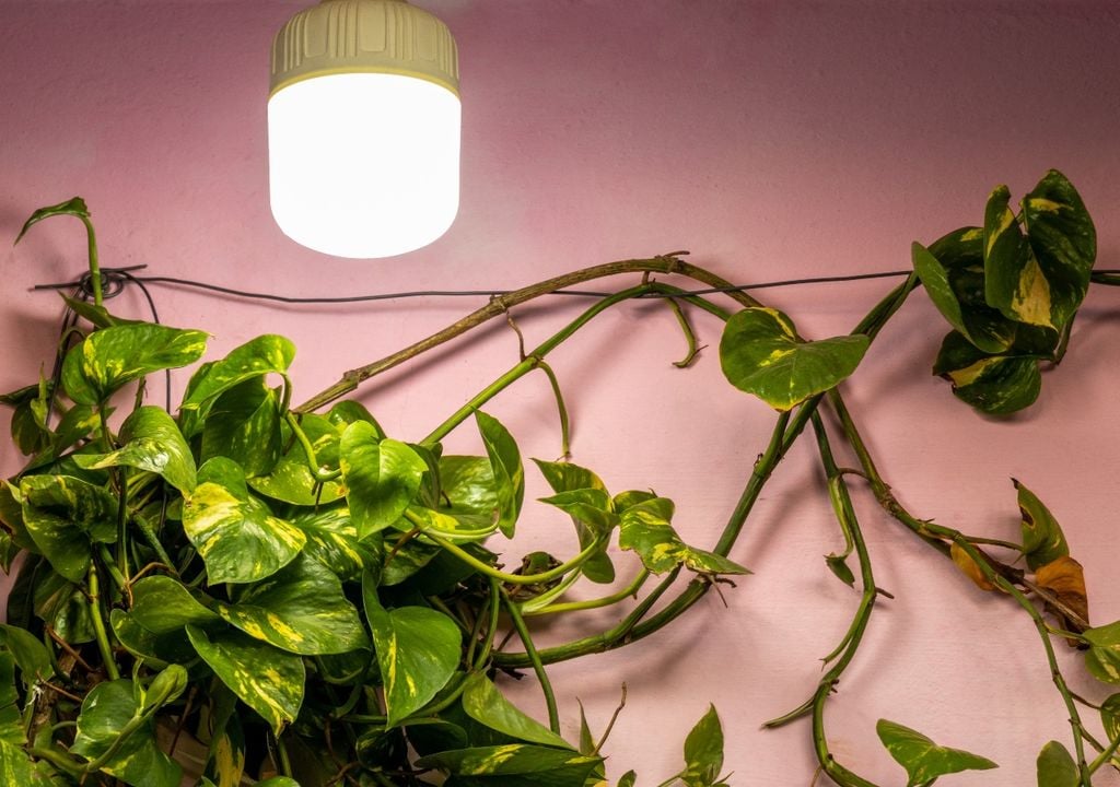 Plantas Guiado con ganchos discretos, el potus puede dibujar líneas verdes en la pared.