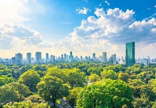 5 maneiras pelas quais as árvores tornam as cidades mais resistentes às enchentes e inundações