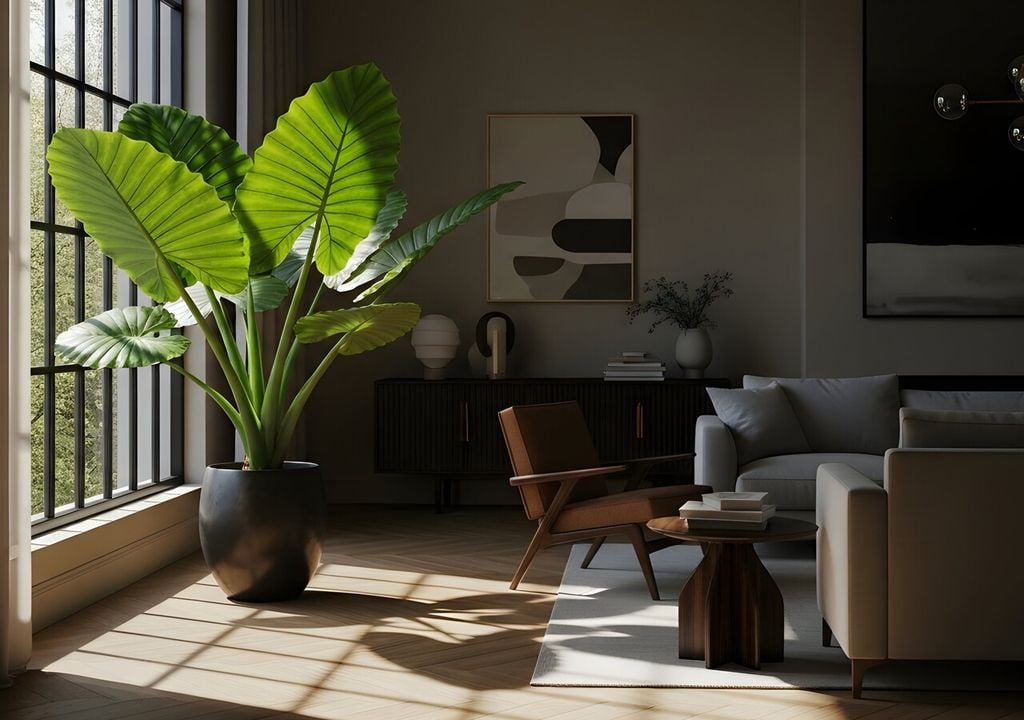 Sus grandes hojas acorazonadas aportan frescura y volumen tropical. Puede entutorarse para ganar verticalidad y mantener su porte erguido en interiores luminosos.